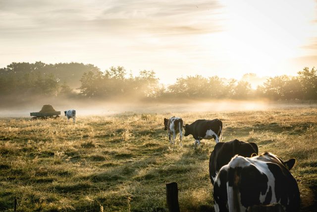 Biogas from livestock manure, unlocking Spain’s potential