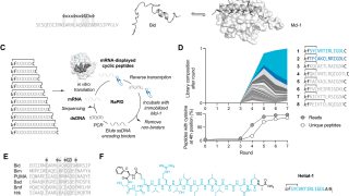 Helix-focused peptide libraries for de novo inhibitor discovery