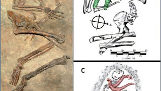 Burial practices of Neanderthals and early humans in the Levant