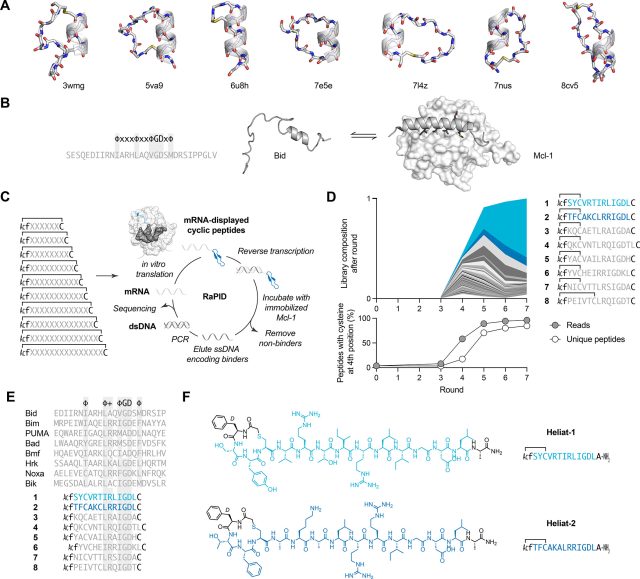 Helix-focused peptide libraries for de novo inhibitor discovery