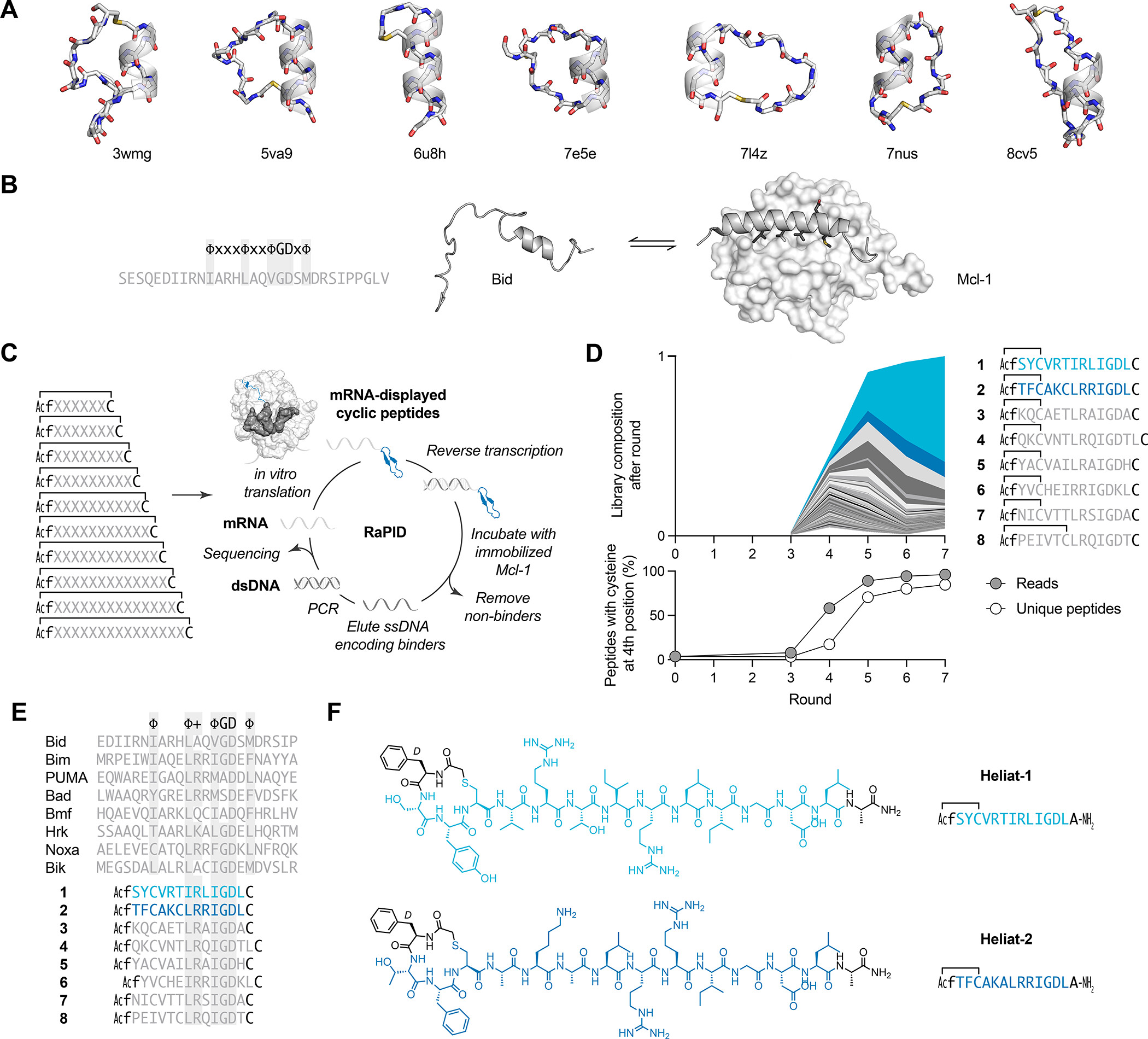 peptide