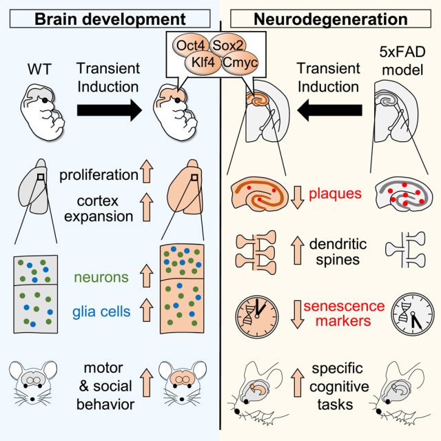 YF temporal dedifferentiation to solve neurodegeneration