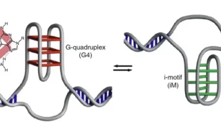 DNA i-motifs, 50.000 loops with unknown function