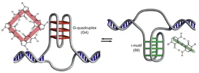 DNA i-motifs, 50.000 loops with unknown function