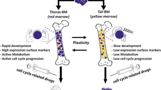 Adipocytes orchestrate T-cell acute lymphoblastic leukemia propagation