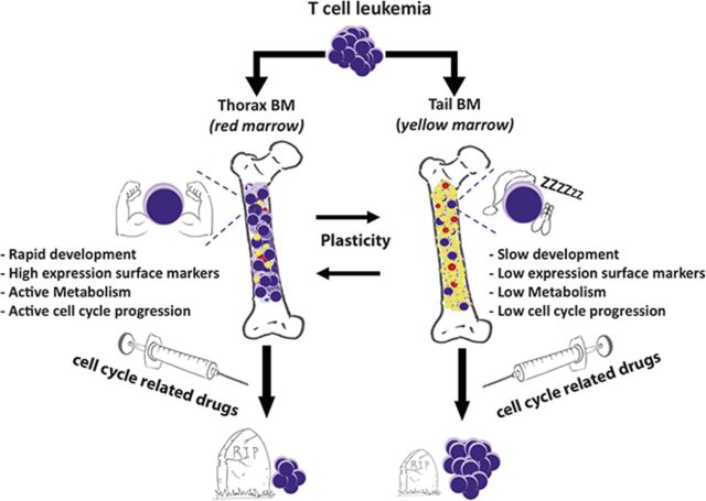 Adipocytes orchestrate T-cell acute lymphoblastic leukemia propagation