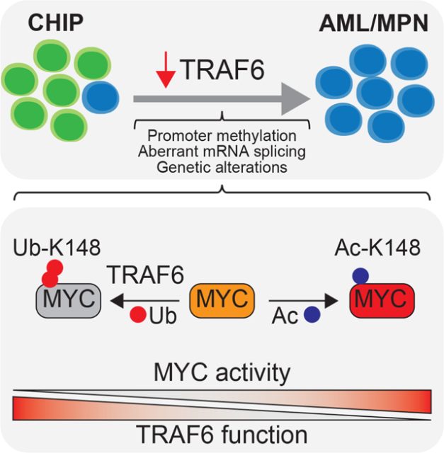 TRAF6 functions as a tumor suppressor in myeloid malignancies