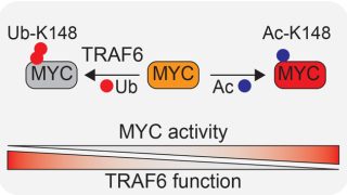 TRAF6 functions as a tumor suppressor in myeloid malignancies