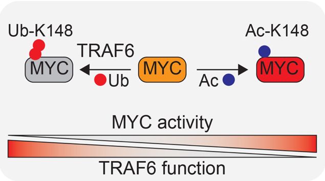 TRAF6