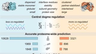 How certain proteins assemble as soon as they are synthesized