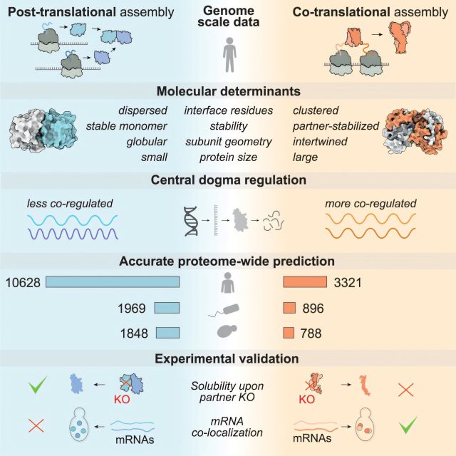 How certain proteins assemble as soon as they are synthesized