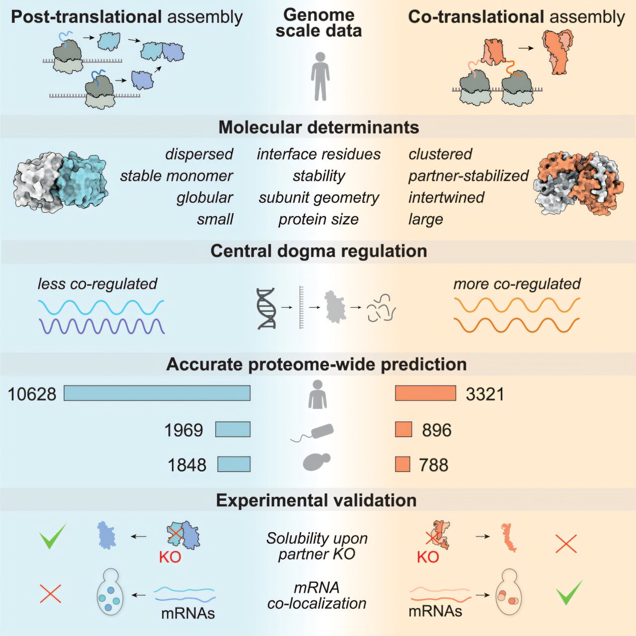 translational