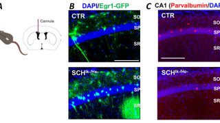 Immune signals affect neural circuits involved in schizophrenia