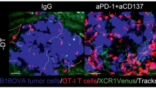 Depletion of dendritic cells in established tumors suppresses immunotherapy efficacy