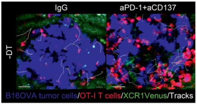 Depletion of dendritic cells in established tumors suppresses immunotherapy efficacy