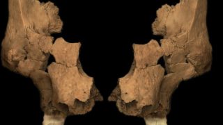 Western Europe’s oldest human face discovered in Spain