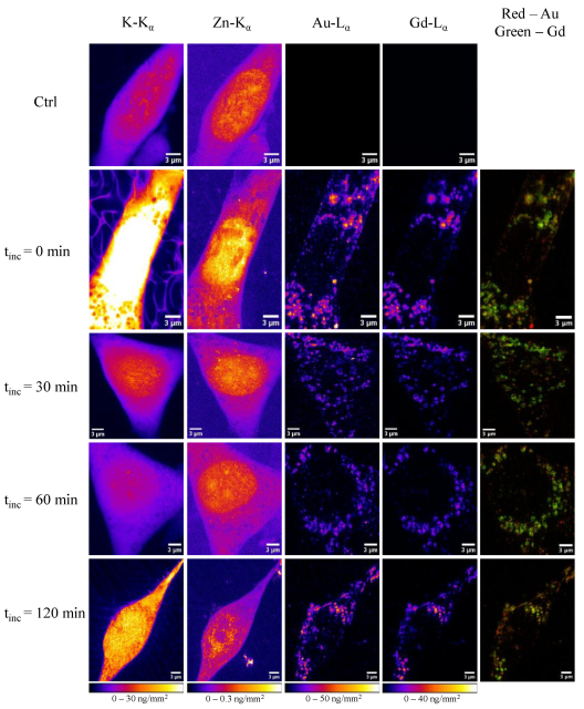 X-ray fluorescence imaging, a pivotal tool in modern biological research