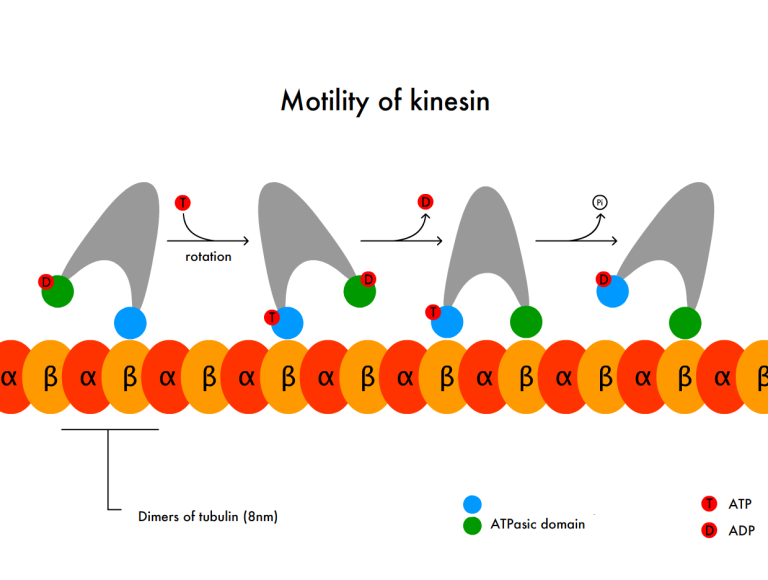 Kinesin builds the physical structures of memory