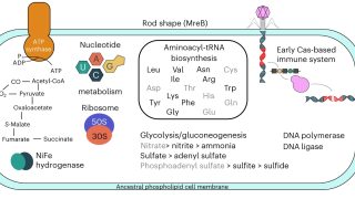 LUCA, a prokaryote-like organism at war with viruses
