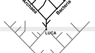 LUCA, a prokaryote-like organism at war with viruses
