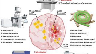 How tiny particles navigate tumours: Understanding nanoparticle penetration in 3D cell models