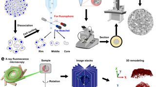 How tiny particles navigate tumours: Understanding nanoparticle penetration in 3D cell models