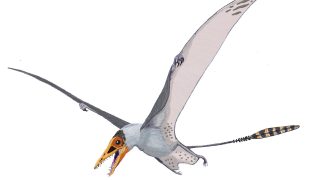 How pterosaurs learned to fly