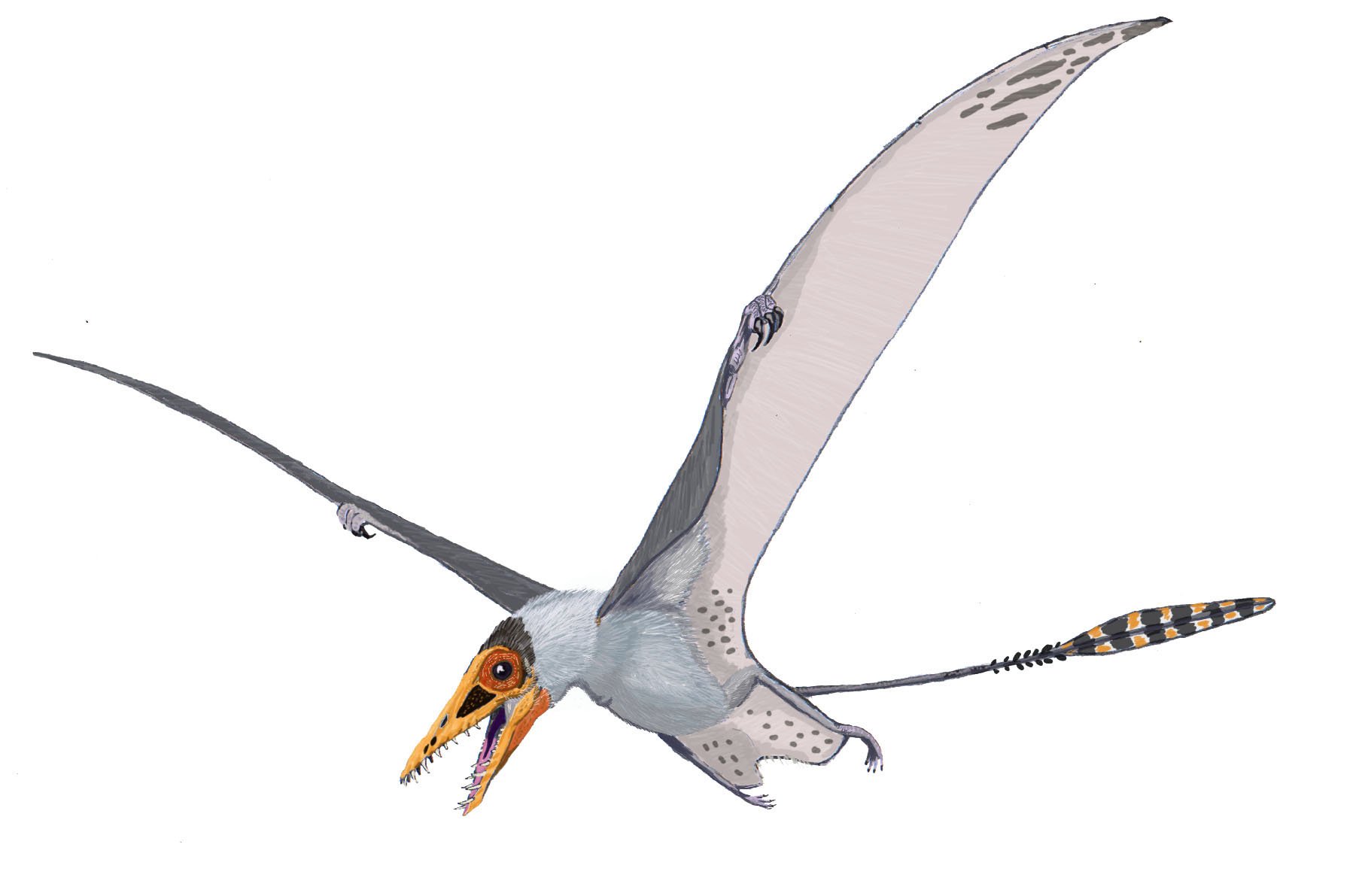 pterosaurs