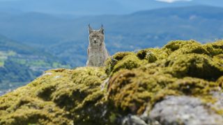 Environmental DNA: Biodiversity data (like love) is in the air