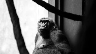 Why the hunt for animal languages has left us empty-handed