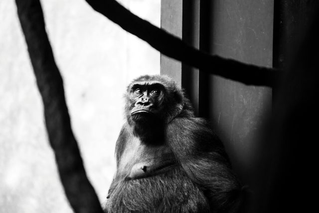 Why the hunt for animal languages has left us empty-handed