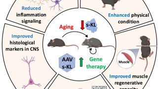 From within our brain and kidneys, we could have the protein of youth.