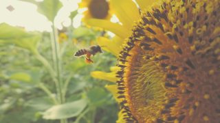 Bees recognition of complex visual patterns could transform AI