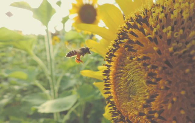 Bees recognition of complex visual patterns could transform AI