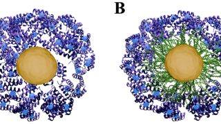 X-rays reveal the true identity of nanoparticles in medicine