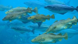 Europe’s fish are moving to new waters