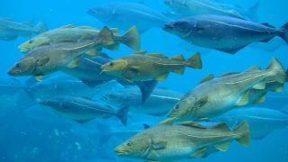 Europe’s fish are moving to new waters