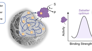 The sweet spot of self-sufficient heterogeneous biocatalysts