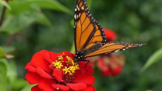 Biodiversity needs single-species conservation