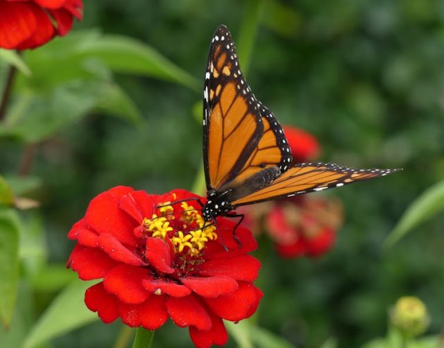 Biodiversity needs single-species conservation