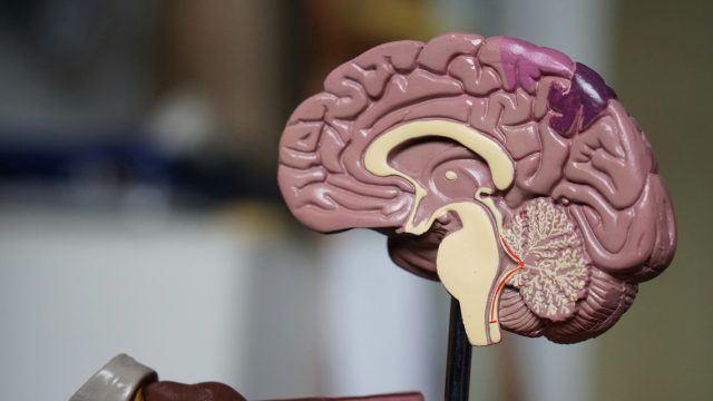 Major theories of consciousness may have been focusing on the wrong part of the brain