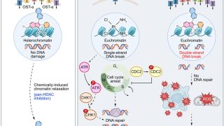Aurkines could spark a new era in fighting bile duct and resistant cancers