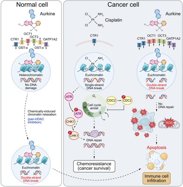 Aurkines could spark a new era in fighting bile duct and resistant cancers