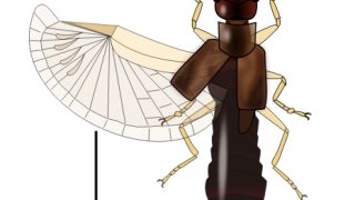 Animal origami: The physics of nature’s folds