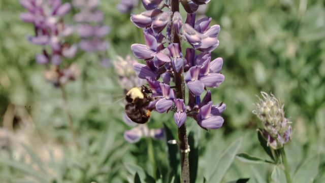 Rare bumble bee’s downfall began long before effects from humans