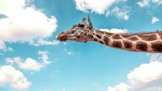 Why do giraffes have such long legs?