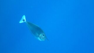 The diversity conundrum: Why do oceans shelter fewer species than land?