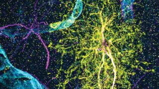 Dynamic diversity of astrocytes charted in new atlas