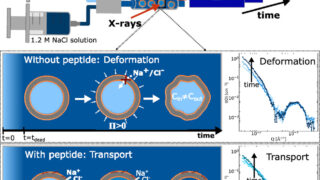Antimicrobial peptides let ions through membranes without boring holes