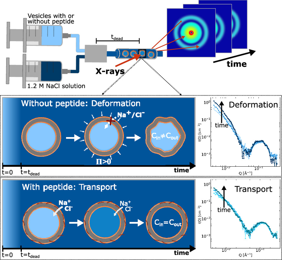 Antimicrobial peptides